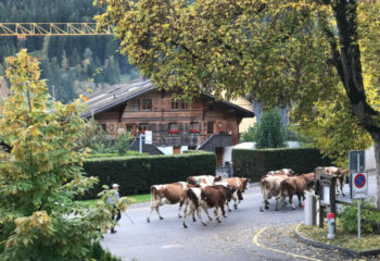 cows in front of school